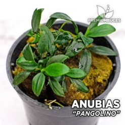 Anubias Nana “Pangolino” Planta de acuario