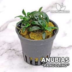 Planta de aquário Anubias Nana “Pangolino”