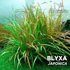 Blyxa Japonica Planta de acuario