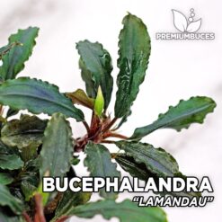 Bucephalandra “Lamandau” Planta de acuario