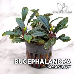 Bucephalandra “Lamandau” Planta de acuario