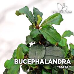 Bucephalandra “Maia” Planta de acuario