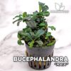 Bucephalandra “Maia” Planta de acuario