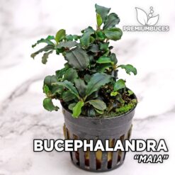 Bucephalandra “Maia” Planta de acuario