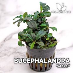 Aquário Bucephalandra “Maia”