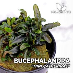 Bucephalandra “Mini Catherinae” Planta de acuario