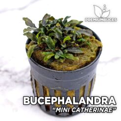 Bucephalandra "Mini Catherinae" Pianta dell'acquario