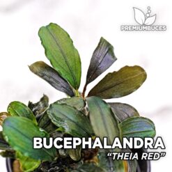 Bucephalandra “Theia Red” Planta de acuario