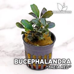 Planta de aquário Bucephalandra “Theia Red”
