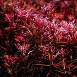 Plantes d'aquarium