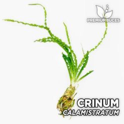 Crinum Calamistratum Planta de acuario