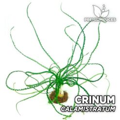 Crinum Calamistratum Planta de acuario