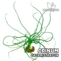 Crinum Calamistratum Aquarium Plant