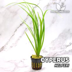 Cyperus Helferi Planta de acuario