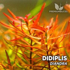 Didiplis Diandra Planta de acuario