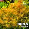 Didiplis Diandra Planta de acuario