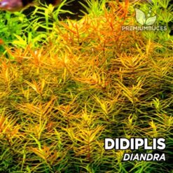 Didiplis Diandra Planta de acuario