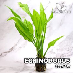 Echinodorus Bleheri Planta de acuario