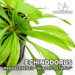 Echinodorus Magdalenensis “Quadricostatus” Planta de acuario