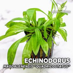 Echinodorus Magdalenensis «Quadricostatus» Plante d'aquarium