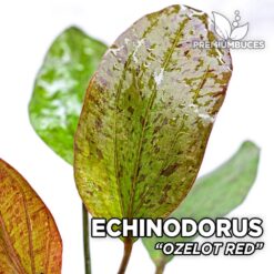 Echinodorus Ozelot Red Planta de acuario
