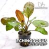 Echinodorus Ozelot Rode Aquariumplant