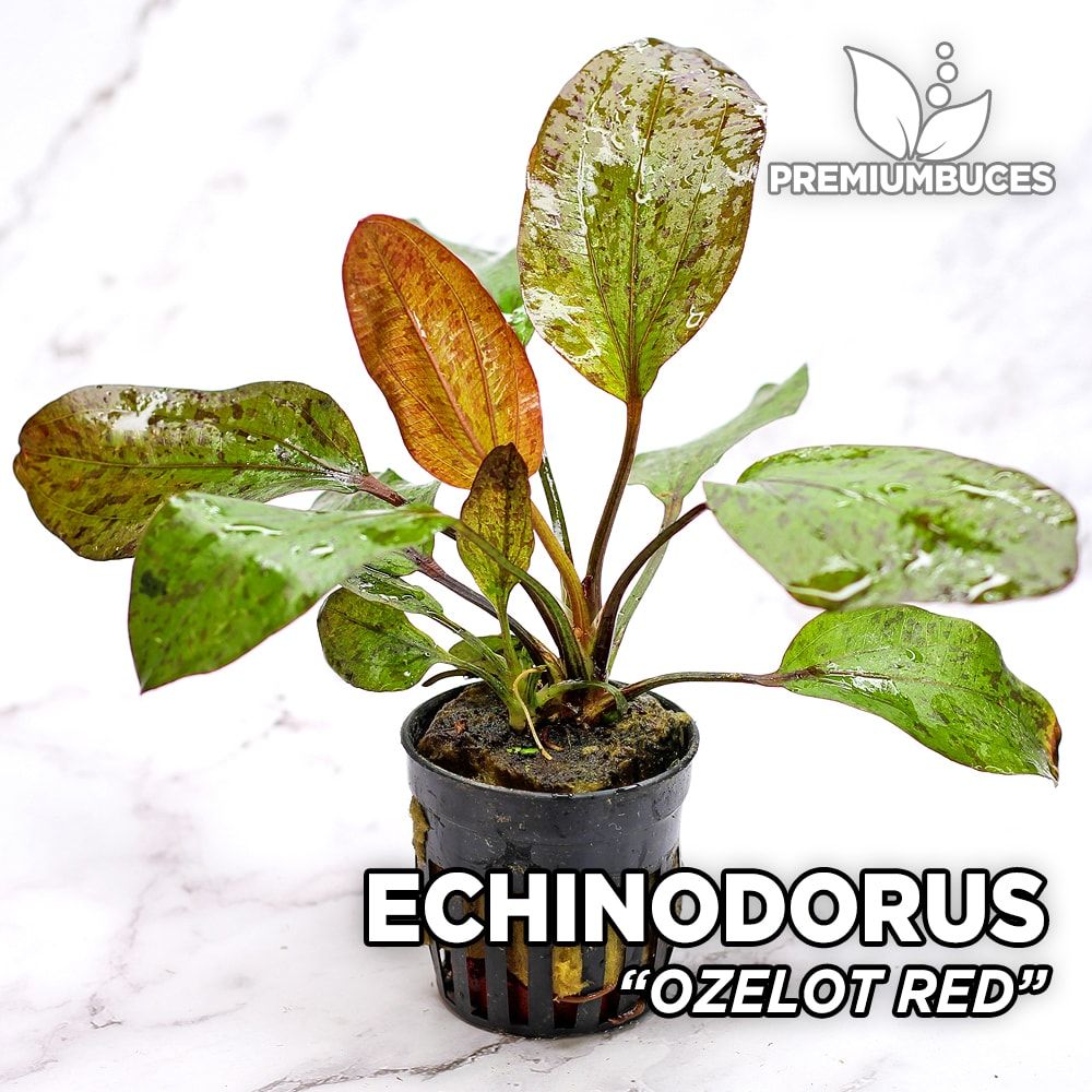 Wasserpflanzen 1 lose Pflanze Echinodorus Ozelot 