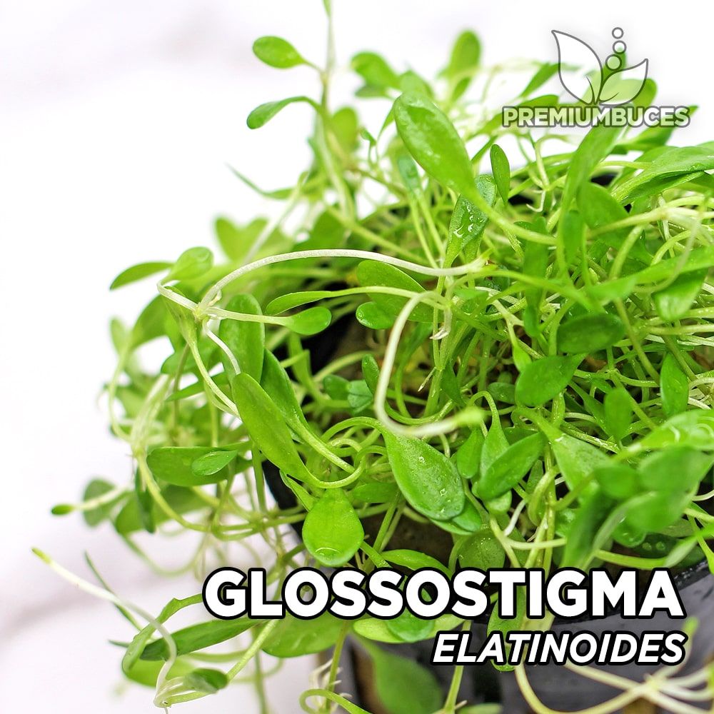 Glossostigma elatinoides - Tropica Aquarium Plants