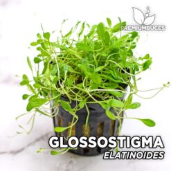 Glossostigma Elatinoides Planta de acuario