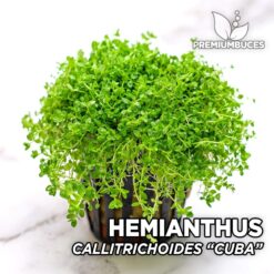 Hemianthus Callitrichoides “Cuba” Planta de acuario