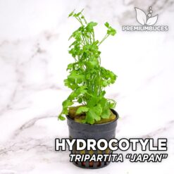 Hydrocotyle Tripartita “Japan” Planta de acuario