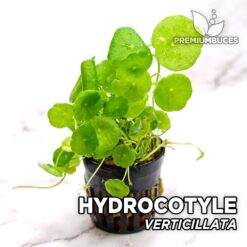 Hydrocotyle Verticillata Planta de acuario