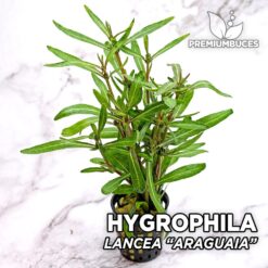 Hygrophila Lancea “Araguaia” Planta de acuario