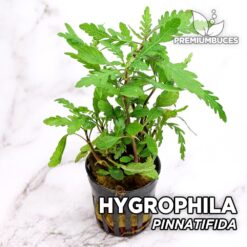 Hygrophila Pinnatifida Planta de acuario