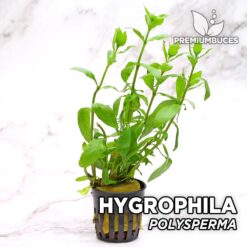 Hygrophila Polysperma Planta de acuario