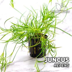 Juncus Repens Planta de acuario