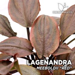 Lagenandra Meeboldii “Red” Planta de acuario