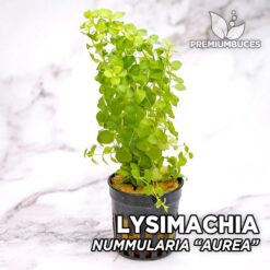 Lysimachia Nummularia “Aurea” Planta de acuario