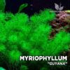 Myriophyllum sp "Guyana" Pianta dell'acquario