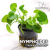 Nymphoides sp. "Taiwan Flipper" Aquarium Plant