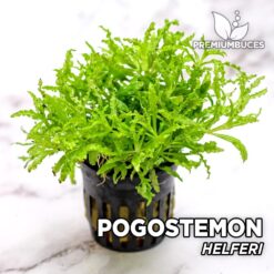 Pogostemon Helferi Planta de acuario