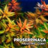 Proserpinaca Palustris “Cuba” Planta de acuario