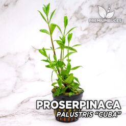 Proserpinaca Palustris “Cuba” Planta de acuario