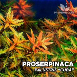 Proserpinaca Palustris "Cuba" Pianta dell'acquario