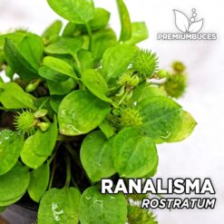 Ranalisma Rostratum Planta de acuario