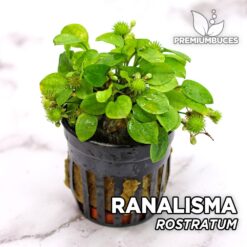 Planta de aquário Ranalisma Rostratum