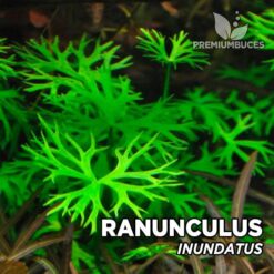 Ranunculus Inundatus Planta de acuario