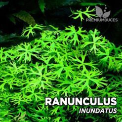 Ranunculus Inundatus pianta dell'acquario