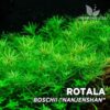 Usine d'aquarium Rotala Boschii «Nanjenshan»