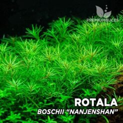 Rotala Boschii "Nanjenshan" Pianta dell'acquario